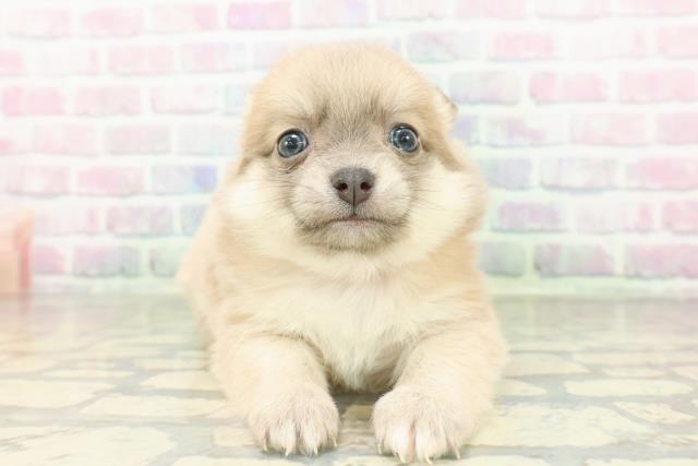 神奈川県のポメチワ/チワポメ/ポメチー(ポメラニアン×チワワ) (Coo&RIKU横浜港南台店/2026年2月19日生まれ/女の子/ブルーフォーン)の子犬の1枚目の画像
