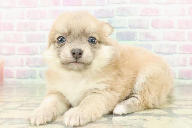 神奈川県のポメチワ/チワポメ/ポメチー(ポメラニアン×チワワ) (Coo&RIKU横浜港南台店/2026年2月19日生まれ/女の子/ブルーフォーン)の子犬の2枚目の画像