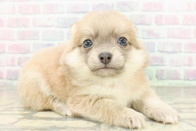 神奈川県のポメチワ/チワポメ/ポメチー(ポメラニアン×チワワ) (Coo&RIKU横浜港南台店/2026年2月19日生まれ/女の子/ブルーフォーン)の子犬の3枚目の画像