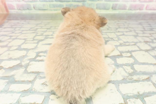 神奈川県のポメチワ/チワポメ/ポメチー(ポメラニアン×チワワ) (Coo&RIKU横浜港南台店/2026年2月19日生まれ/女の子/ブルーフォーン)の子犬の4枚目の画像