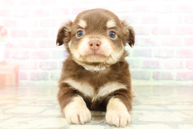 神奈川県のハーフ犬・ミックス犬 (Coo&RIKU藤沢店/2026年2月19日生まれ/男の子/チョコレートタン)の子犬