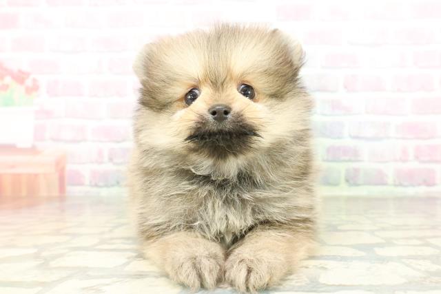 神奈川県のポメラニアン (Coo&RIKU横浜港南台店/2026年2月19日生まれ/男の子/クリームセーブル)の子犬の1枚目の画像