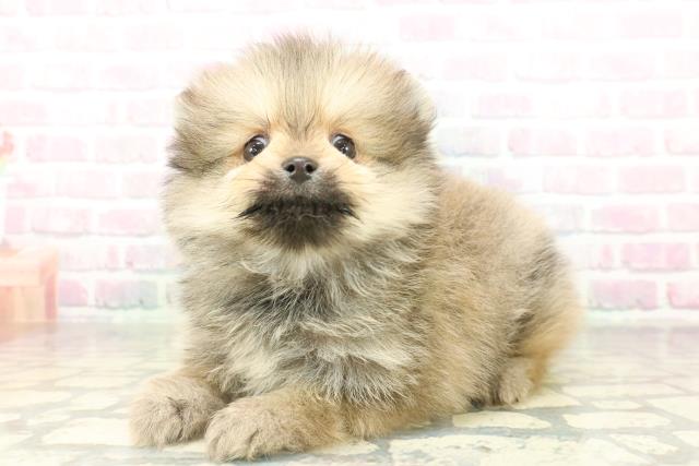 神奈川県のポメラニアン (Coo&RIKU横浜港南台店/2026年2月19日生まれ/男の子/クリームセーブル)の子犬の2枚目の画像