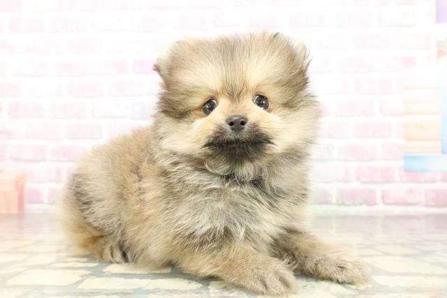 神奈川県のポメラニアン (Coo&RIKU横浜港南台店/2026年2月19日生まれ/男の子/クリームセーブル)の子犬の3枚目の画像