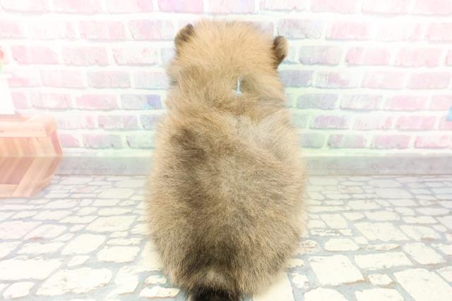 神奈川県のポメラニアン (Coo&RIKU横浜港南台店/2026年2月19日生まれ/男の子/クリームセーブル)の子犬の4枚目の画像