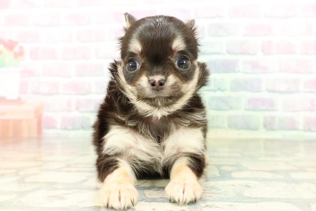 チワワ（ロングコート）