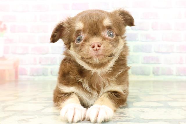 チワワ（ロングコート）