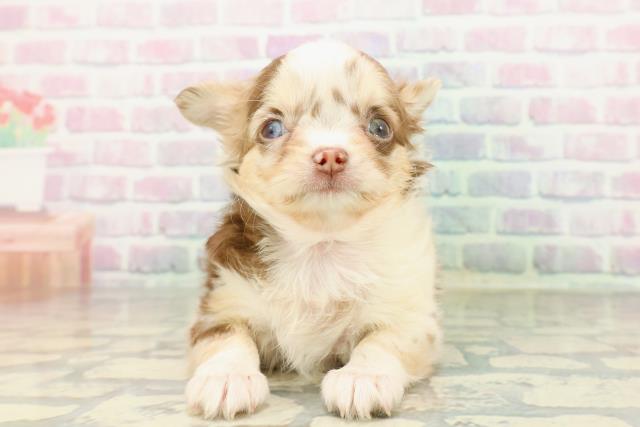 チワワ（ロングコート）