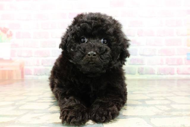 トイ・プードル