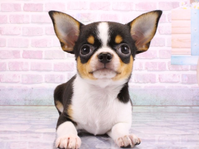 大阪府のチワワ(スムース) (Coo&RIKU寝屋川店/2026年2月14日生まれ/女の子/ブラックタンホワイト)の子犬の1枚目の画像