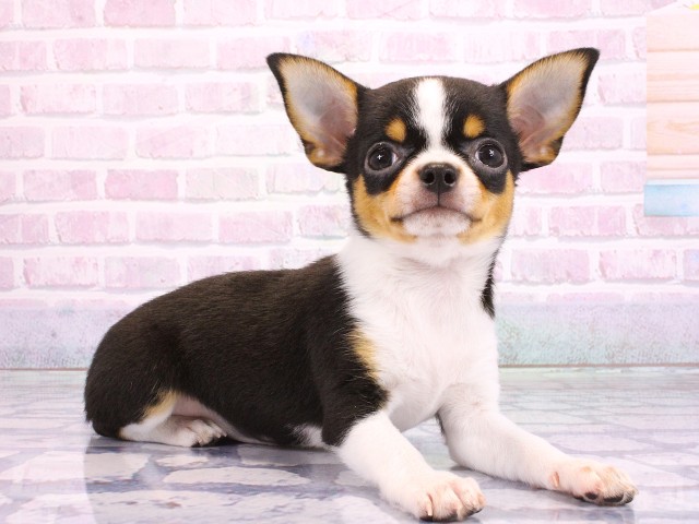 大阪府のチワワ(スムース) (Coo&RIKU寝屋川店/2026年2月14日生まれ/女の子/ブラックタンホワイト)の子犬の2枚目の画像