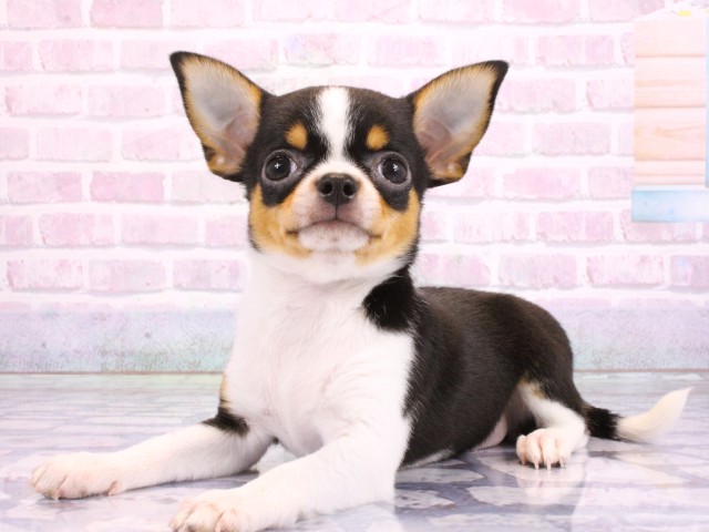 大阪府のチワワ(スムース) (Coo&RIKU寝屋川店/2026年2月14日生まれ/女の子/ブラックタンホワイト)の子犬の3枚目の画像