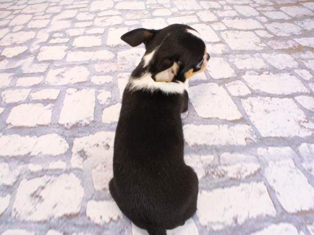 大阪府のチワワ(スムース) (Coo&RIKU寝屋川店/2026年2月14日生まれ/女の子/ブラックタンホワイト)の子犬の4枚目の画像