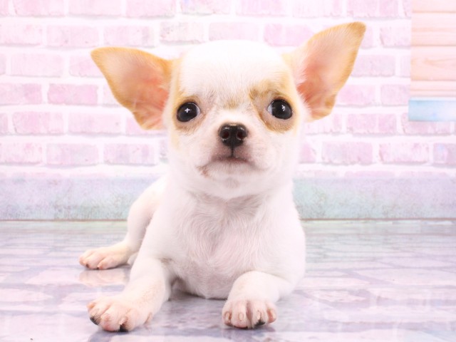 大阪府のチワワ(スムース) (Coo&RIKU高槻店/2026年2月14日生まれ/女の子/パーティーカラー)の子犬の1枚目の画像