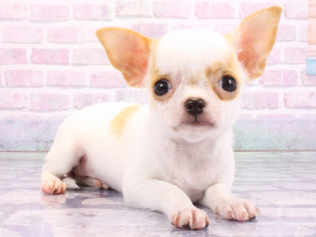 大阪府のチワワ(スムース) (Coo&RIKU高槻店/2026年2月14日生まれ/女の子/パーティーカラー)の子犬の2枚目の画像