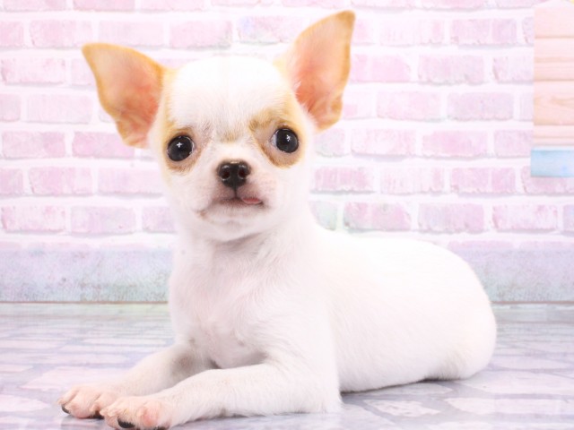 大阪府のチワワ(スムース) (Coo&RIKU高槻店/2026年2月14日生まれ/女の子/パーティーカラー)の子犬の3枚目の画像