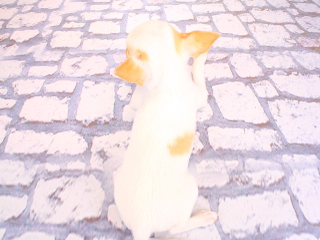 大阪府のチワワ(スムース) (Coo&RIKU高槻店/2026年2月14日生まれ/女の子/パーティーカラー)の子犬の4枚目の画像