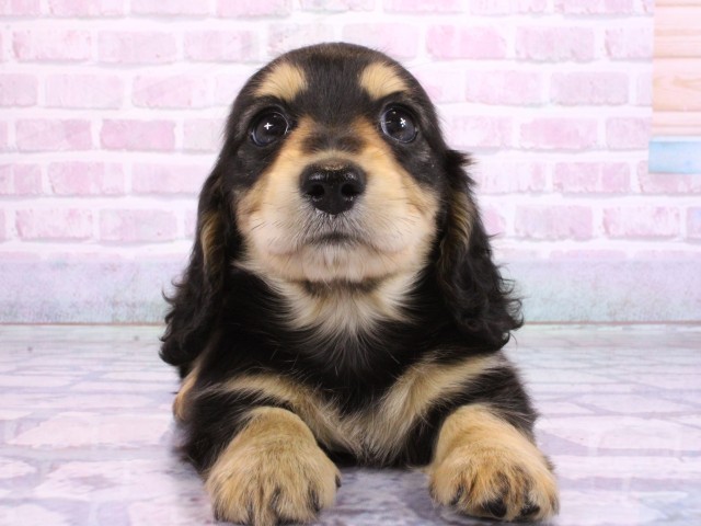 兵庫県のミニチュアダックスフンド(ロング) (Coo&RIKU神戸垂水店/2026年2月19日生まれ/女の子/ブラックタン)の子犬の1枚目の画像