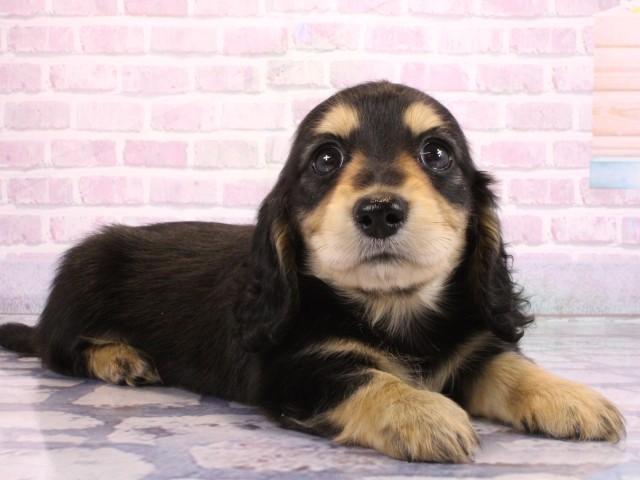 兵庫県のミニチュアダックスフンド(ロング) (Coo&RIKU神戸垂水店/2026年2月19日生まれ/女の子/ブラックタン)の子犬の2枚目の画像