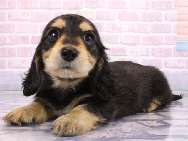 兵庫県のミニチュアダックスフンド(ロング) (Coo&RIKU神戸垂水店/2026年2月19日生まれ/女の子/ブラックタン)の子犬の3枚目の画像