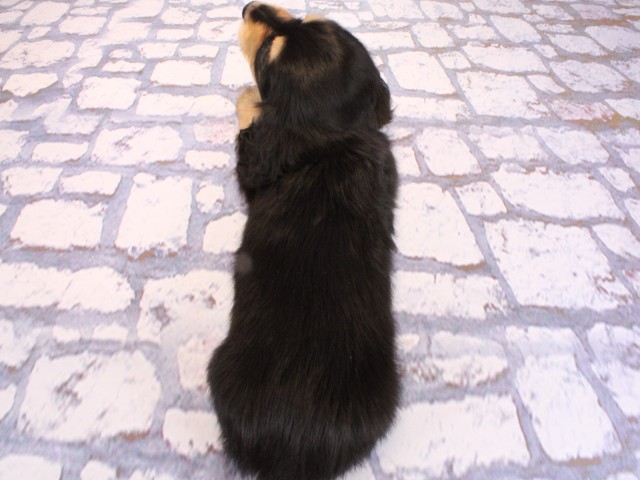 兵庫県のミニチュアダックスフンド(ロング) (Coo&RIKU神戸垂水店/2026年2月19日生まれ/女の子/ブラックタン)の子犬の4枚目の画像