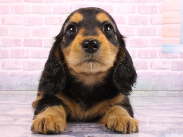 兵庫県のミニチュアダックスフンド(ロング) (Coo&RIKU神戸垂水店/2026年2月19日生まれ/女の子/ブラックタン)の子犬の1枚目の画像