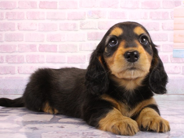 兵庫県のミニチュアダックスフンド(ロング) (Coo&RIKU神戸垂水店/2026年2月19日生まれ/女の子/ブラックタン)の子犬の2枚目の画像