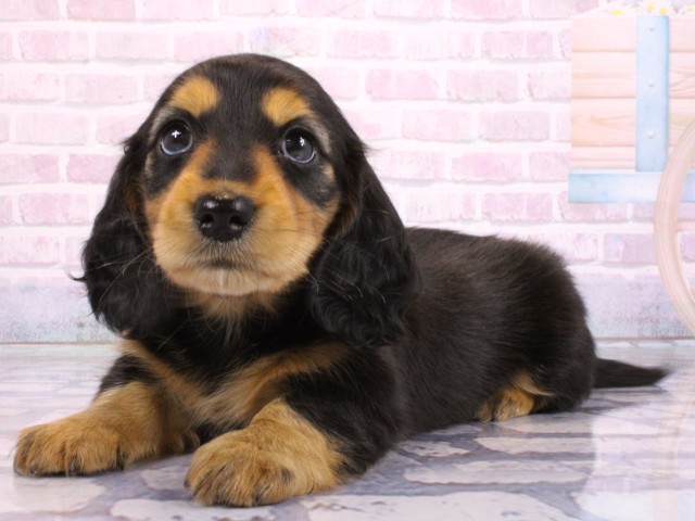 兵庫県のミニチュアダックスフンド(ロング) (Coo&RIKU神戸垂水店/2026年2月19日生まれ/女の子/ブラックタン)の子犬の3枚目の画像