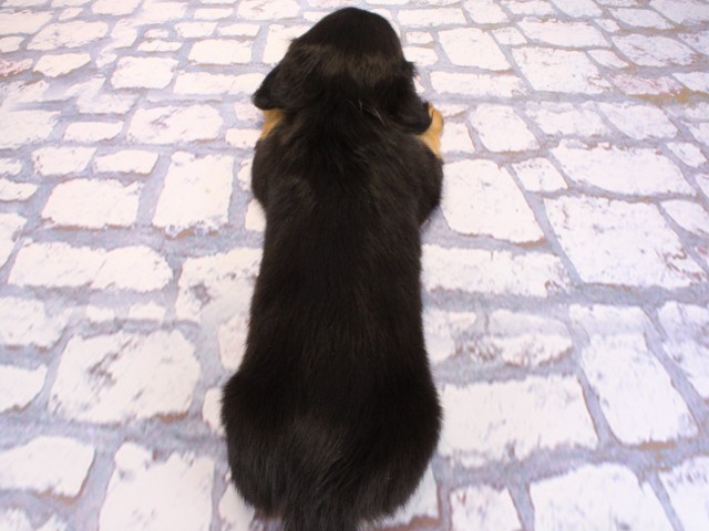 兵庫県のミニチュアダックスフンド(ロング) (Coo&RIKU神戸垂水店/2026年2月19日生まれ/女の子/ブラックタン)の子犬の4枚目の画像