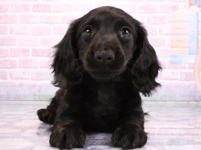 大阪府のカニンヘンダックスフンド(ロング) (Coo&RIKU寝屋川店/2026年2月14日生まれ/男の子/ブラックソリッド)の子犬の1枚目の画像