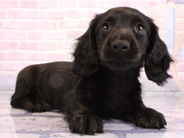 大阪府のカニンヘンダックスフンド(ロング) (Coo&RIKU寝屋川店/2026年2月14日生まれ/男の子/ブラックソリッド)の子犬の2枚目の画像