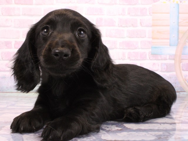 大阪府のカニンヘンダックスフンド(ロング) (Coo&RIKU寝屋川店/2026年2月14日生まれ/男の子/ブラックソリッド)の子犬の3枚目の画像