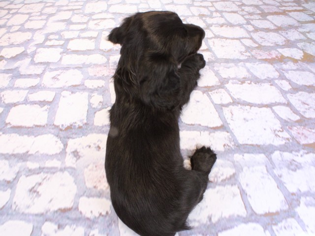 大阪府のカニンヘンダックスフンド(ロング) (Coo&RIKU寝屋川店/2026年2月14日生まれ/男の子/ブラックソリッド)の子犬の4枚目の画像