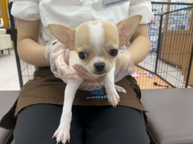 チワワ（スムースコート）