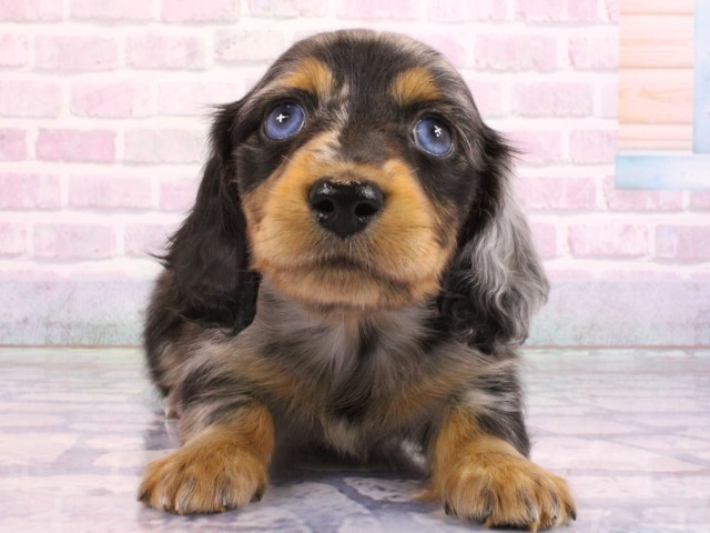 ミニチュア・ダックスフンド