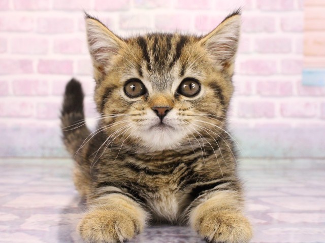 大阪府のマンチカン (Coo&RIKU寝屋川店/2026年2月18日生まれ/女の子/ブラウンタビー)の子猫の1枚目の画像