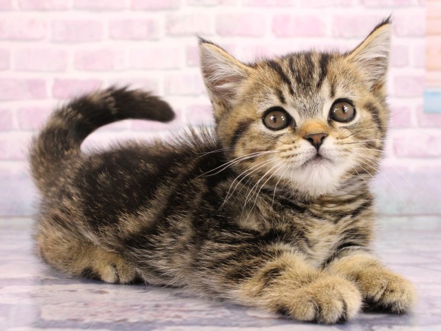 大阪府のマンチカン (Coo&RIKU寝屋川店/2026年2月18日生まれ/女の子/ブラウンタビー)の子猫の2枚目の画像