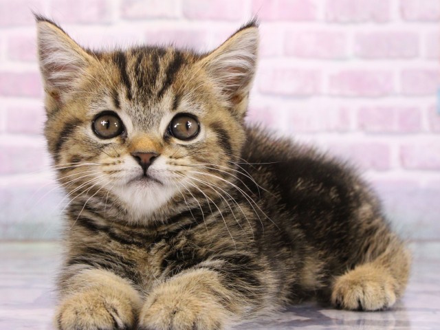 大阪府のマンチカン (Coo&RIKU寝屋川店/2026年2月18日生まれ/女の子/ブラウンタビー)の子猫の3枚目の画像