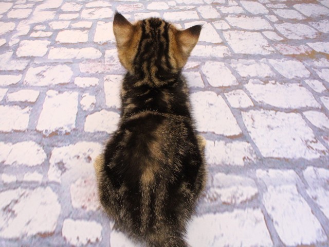 大阪府のマンチカン (Coo&RIKU寝屋川店/2026年2月18日生まれ/女の子/ブラウンタビー)の子猫の4枚目の画像