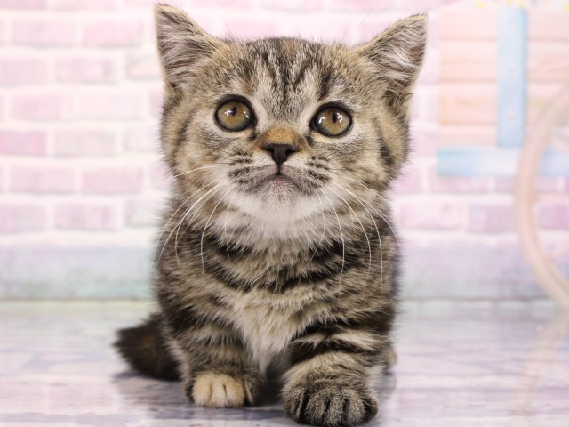 大阪府のマンチカン (Coo&RIKU梅田店/2026年2月18日生まれ/女の子/ブラウンパッチドタビー)の子猫の1枚目の画像