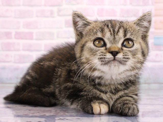 大阪府のマンチカン (Coo&RIKU梅田店/2026年2月18日生まれ/女の子/ブラウンパッチドタビー)の子猫の2枚目の画像