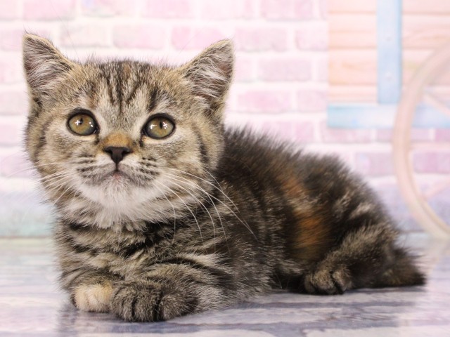 大阪府のマンチカン (Coo&RIKU梅田店/2026年2月18日生まれ/女の子/ブラウンパッチドタビー)の子猫の3枚目の画像