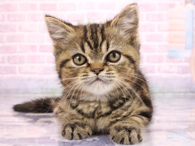 大阪府のマンチカン (Coo&RIKU茶屋町店/2026年2月18日生まれ/男の子/ブラウンタビー)の子猫の1枚目の画像
