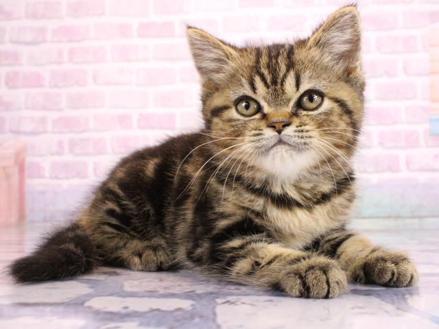 大阪府のマンチカン (Coo&RIKU茶屋町店/2026年2月18日生まれ/男の子/ブラウンタビー)の子猫の2枚目の画像