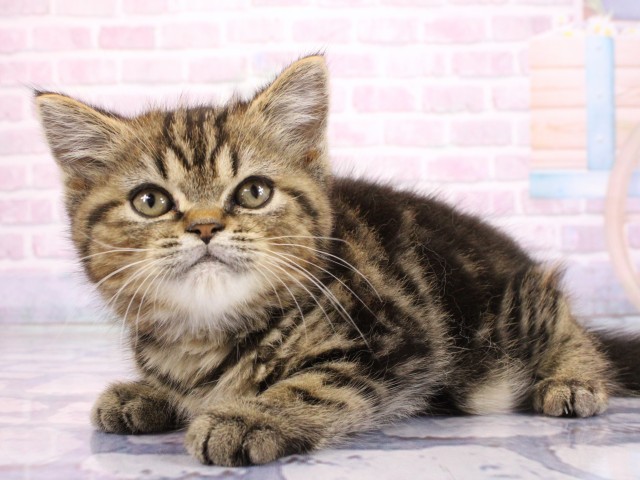 大阪府のマンチカン (Coo&RIKU茶屋町店/2026年2月18日生まれ/男の子/ブラウンタビー)の子猫の3枚目の画像