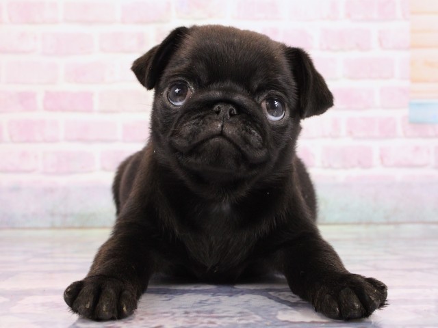 大阪府のパグ (Coo&RIKU梅田店/2026年2月18日生まれ/女の子/ブラック)の子犬の1枚目の画像