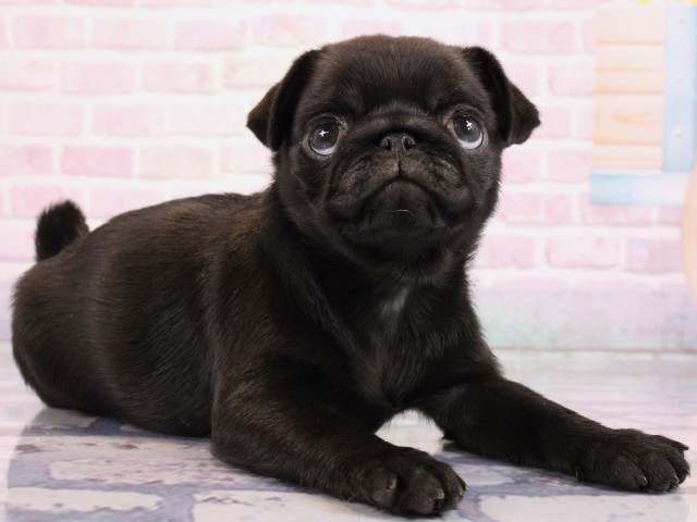 大阪府のパグ (Coo&RIKU梅田店/2026年2月18日生まれ/女の子/ブラック)の子犬の2枚目の画像