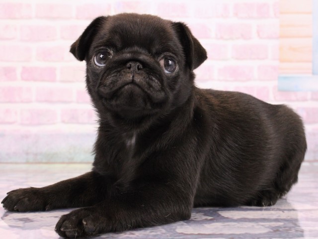 大阪府のパグ (Coo&RIKU梅田店/2026年2月18日生まれ/女の子/ブラック)の子犬の3枚目の画像