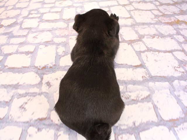 大阪府のパグ (Coo&RIKU梅田店/2026年2月18日生まれ/女の子/ブラック)の子犬の4枚目の画像