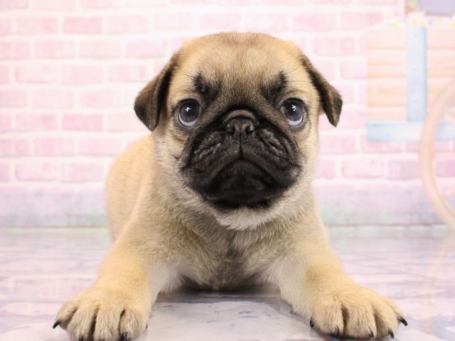 大阪府のパグ (Coo&RIKU和泉店/2026年2月18日生まれ/男の子/フォーン)の子犬